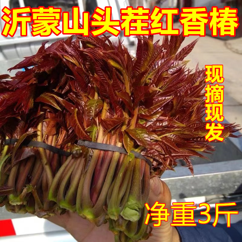 现货山东头茬香椿芽新鲜野生露天红油香椿头嫩批代发当季蔬菜沂蒙