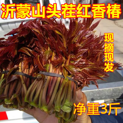 山东头茬野生红油香椿芽
