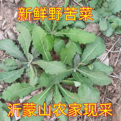 野菜苦菜新鲜败酱草苦碟子