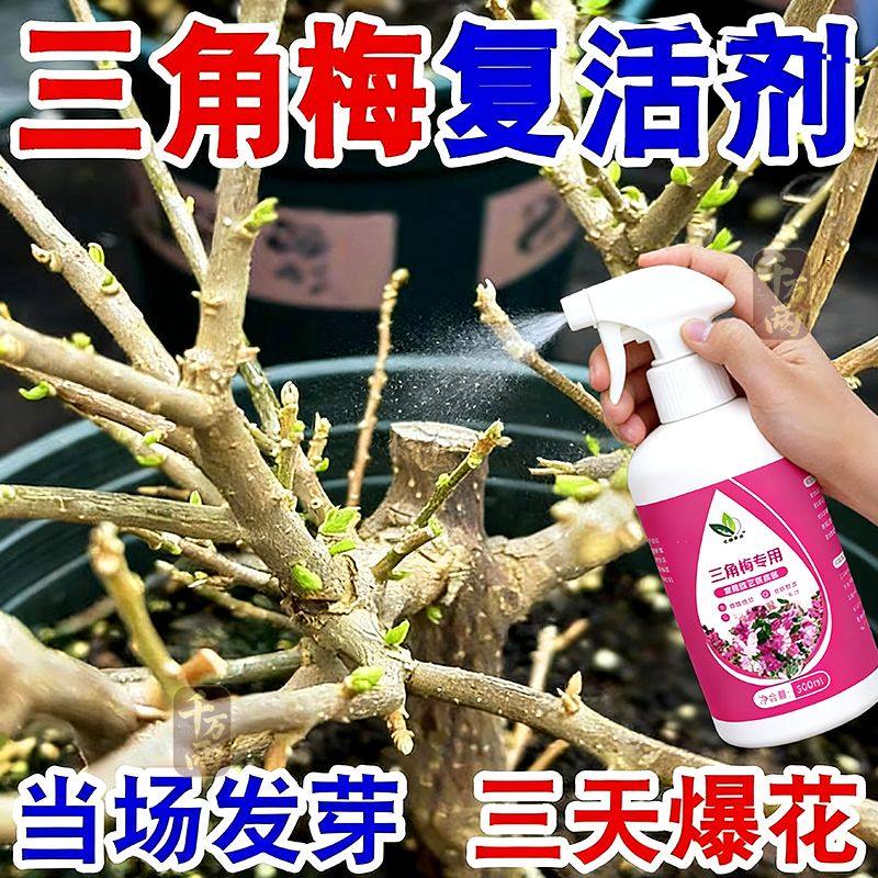 三角梅开花专用营养液肥促花爆花骨粉复合肥料养花枝繁叶茂促开花,鲜花速递/花卉仿真/绿植园艺,家庭园艺肥料,淘宝优惠券,粉丝福利购,淘宝优惠卷