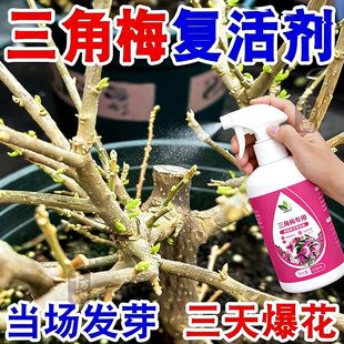 三角梅开花专用营养液肥促花爆花骨粉复合肥料养花枝繁叶茂促开花