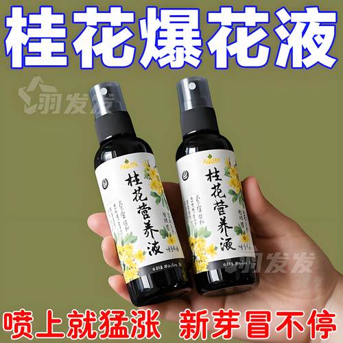 桂花营养液除干枯专治黄叶促花