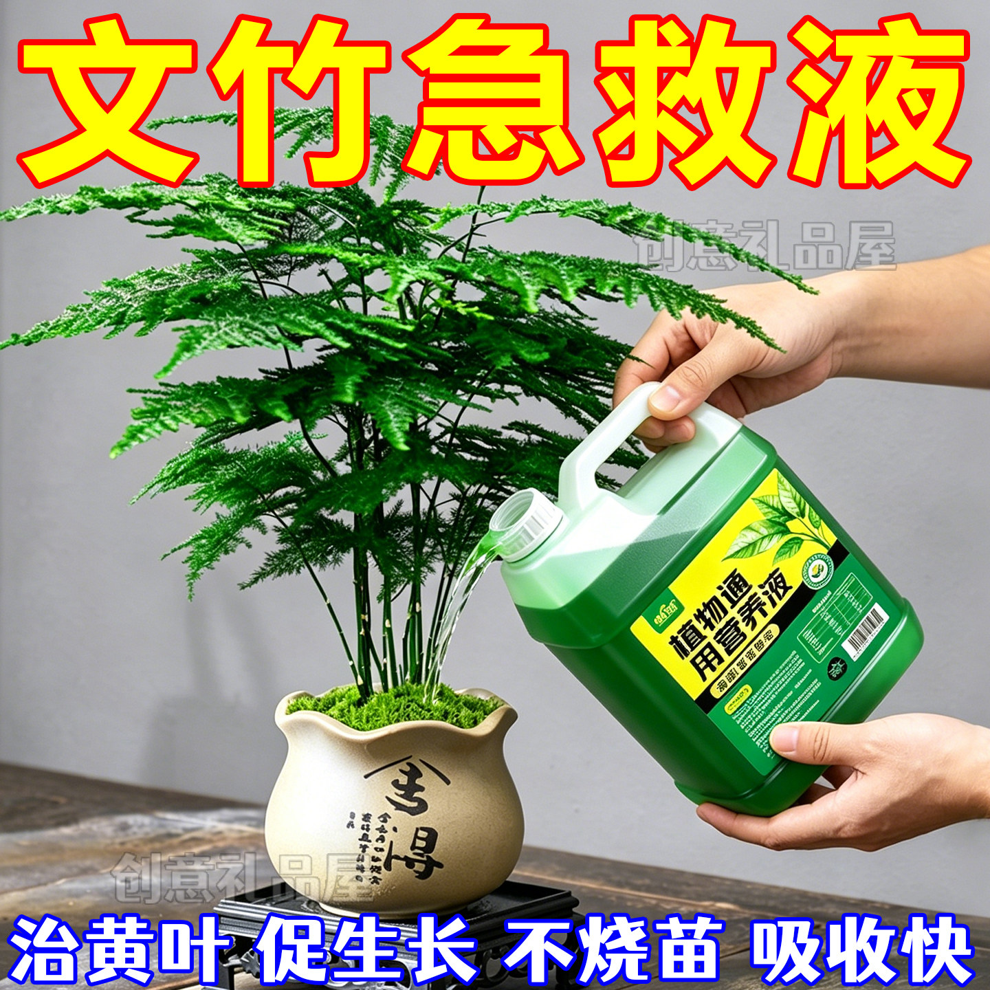 文竹专用营养液四季爆芽促生长