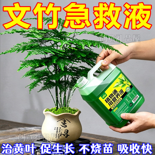 文竹专用营养液四季爆芽促生长