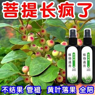 绿叶催果】小盼菩提营养液防黄叶落果枯萎促生长免稀释菩提通用型