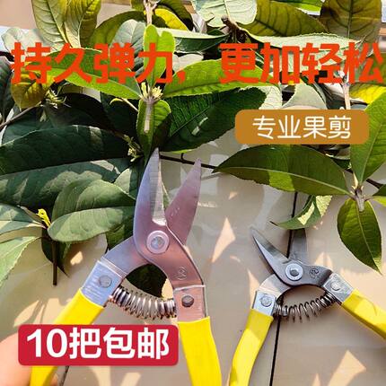 不锈钢摘果剪柑橘剪圆头剪水果采摘剪刀钢剪平头剪采摘神器