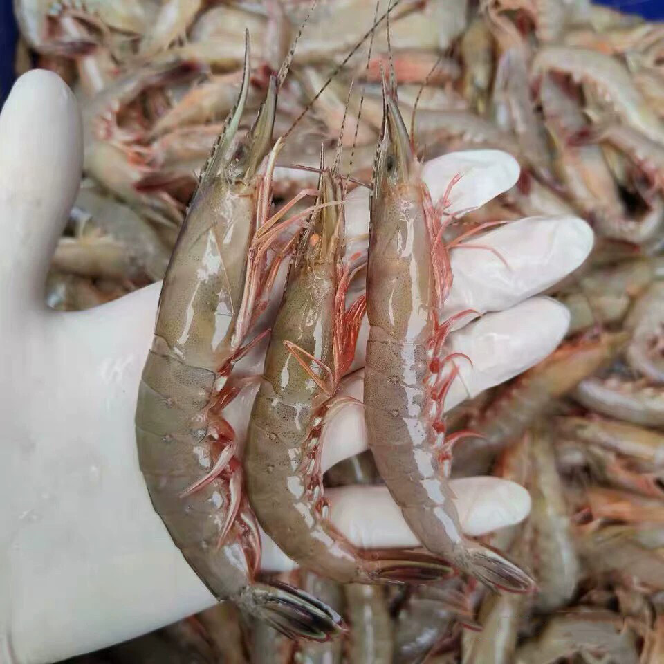 东山海鲜野生剑虾250g条虾船冻海虾滑皮虾冷冻硬壳虾冷冻水产饭店