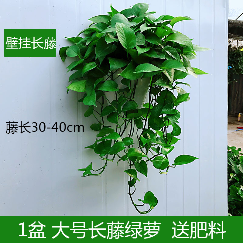 吸甲醛挂墙盆栽壁挂绿萝绿箩