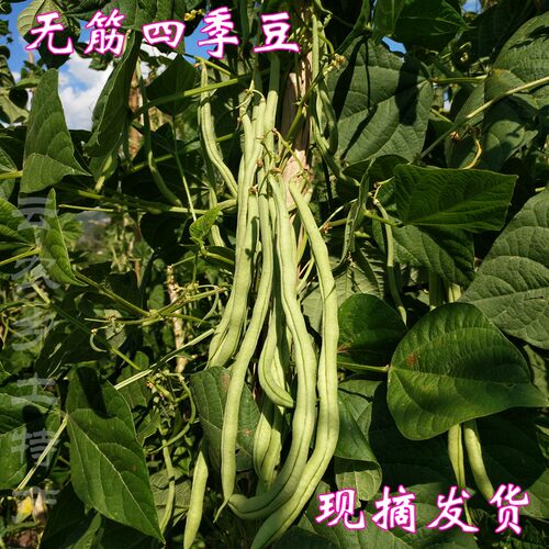 四季豆 云南时令蔬菜 无筋豆芸豆新鲜长豆角现摘现发农家自种豆角