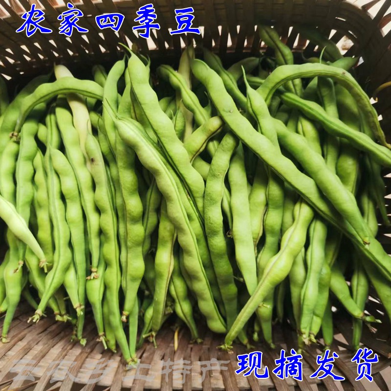 四季豆新鲜时令蔬菜农家自种