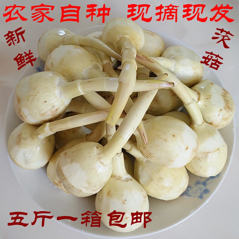 茨菇 新鲜蔬菜 云南特产白慈姑茨菰 白马蹄乌芋剪刀草燕尾草包邮