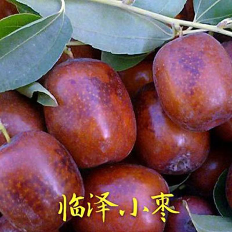 鲜枣甘肃临泽小枣新鲜张掖红枣脆甜当季水果青枣整箱临泽小枣包邮