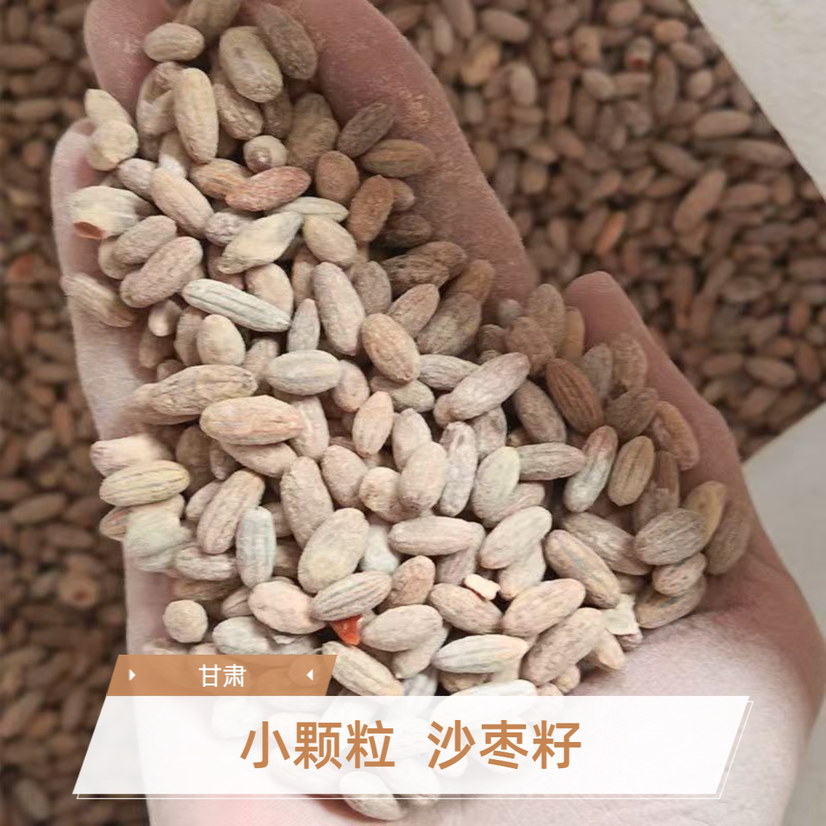 沙枣子耐旱沙枣树籽抗沙造林枣核沙枣籽装枕头串门串手链手串包邮