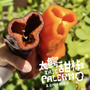 需冷藏｜云南巴莱姆水果甜椒 荷兰独家种源 生食沙拉低脂高纤