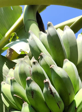软了再吃｜LaForesta 海南五指山深山野生芭蕉 软糯香甜 顺丰陆运