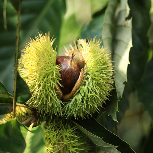 推荐！LaForesta｜河北唐山迁西板栗 鲜板栗 当季自然熟人工拾