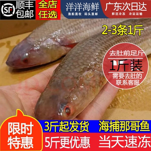 新鲜小梭鱼梭子辫子海鱼冰鲜生鲜那哥鱼狗棍鱼潮汕水产保鲜速冻