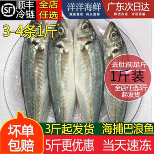 巴浪鱼新鲜海捕池鱼潮汕刺巴鱼海鲜水产棍子鱼白面鱼蓝圆鲹1斤装