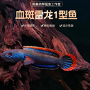 血斑雷龙1型凶猛淡水雷龙 梦幻冰火雷龙美观凶猛小型鱼 血斑二型