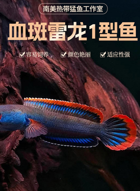 血斑雷龙1型凶猛淡水雷龙 血斑二型 梦幻冰火雷龙美观凶猛小型鱼