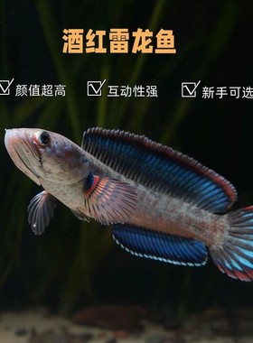 酒红雷龙鱼热带观赏鱼小型凶猛鱼苗血斑奶茶雷龙七彩雷龙活体包邮
