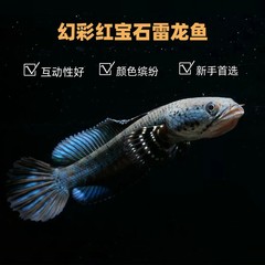 幻彩红宝石雷龙鱼热带观赏鱼阿萨姆奶茶雷龙精品淡水猛鱼活体包邮