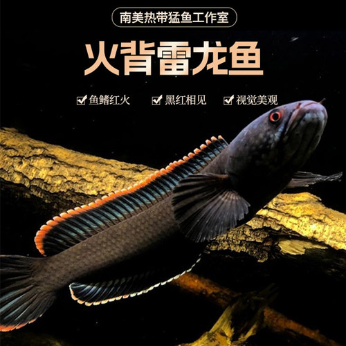 火背雷龙鱼热带淡水观赏猛鱼