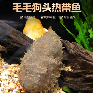 精品毛毛狗头鱼潜水艇v字河豚斑马狗头哈雷狗头绿森林狗头活体鱼