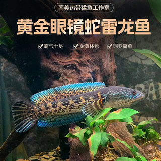 黄金眼镜蛇雷龙鱼凶猛热带观赏鱼淡水宠物鱼大型雷龙肉食性鱼苗