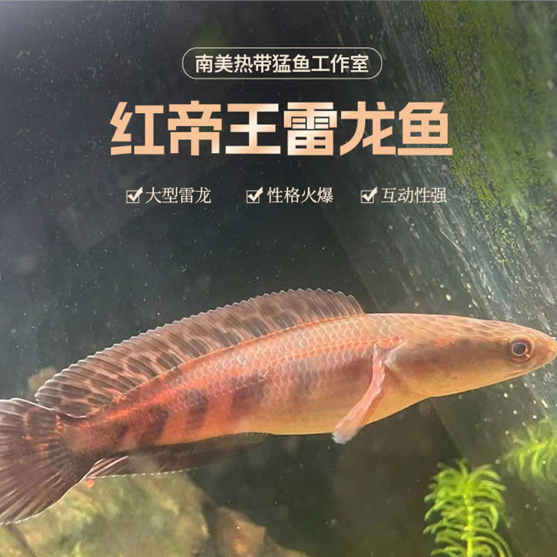 中加红帝王雷龙鱼热带大型雷