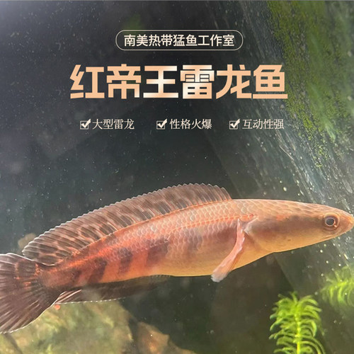 中加红帝王雷龙鱼热带大型雷
