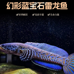 黄唇幻彩蓝宝石雷龙鱼热带猛鱼红宝石雷龙酒红雷龙鱼鬼王巴卡二型