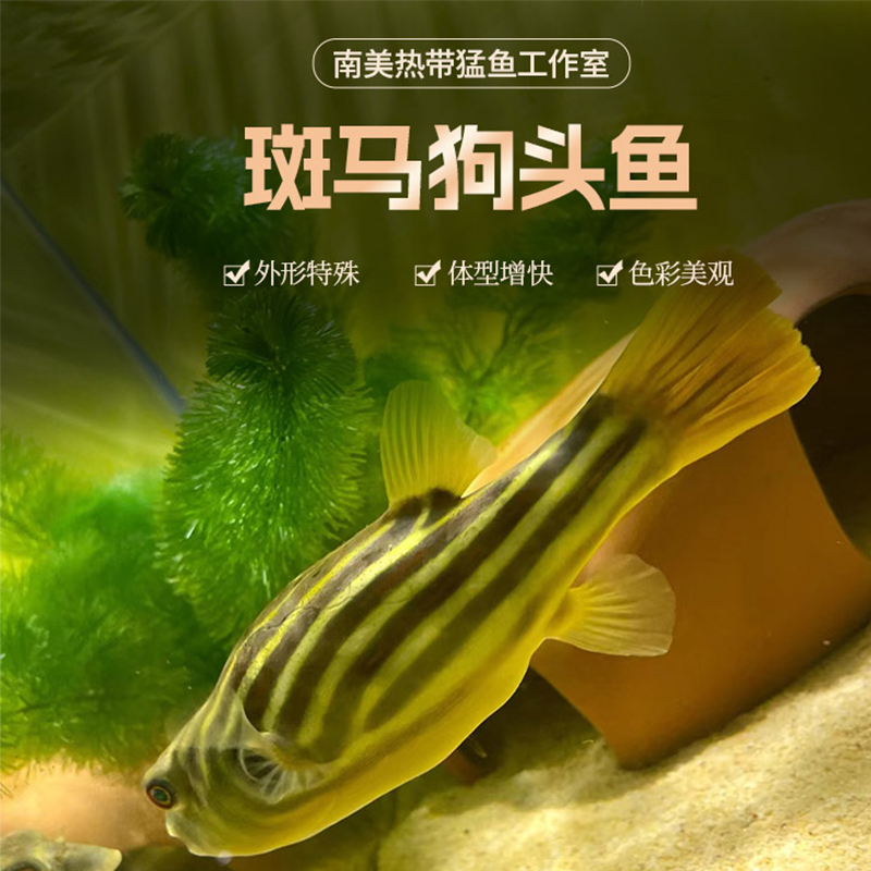 精品斑马狗头肉食性猛鱼