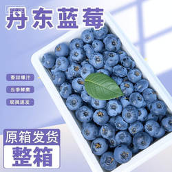 现摘丹东蓝莓新鲜当季水果孕妇宝宝辅食高山L25花香蓝莓顺丰包邮