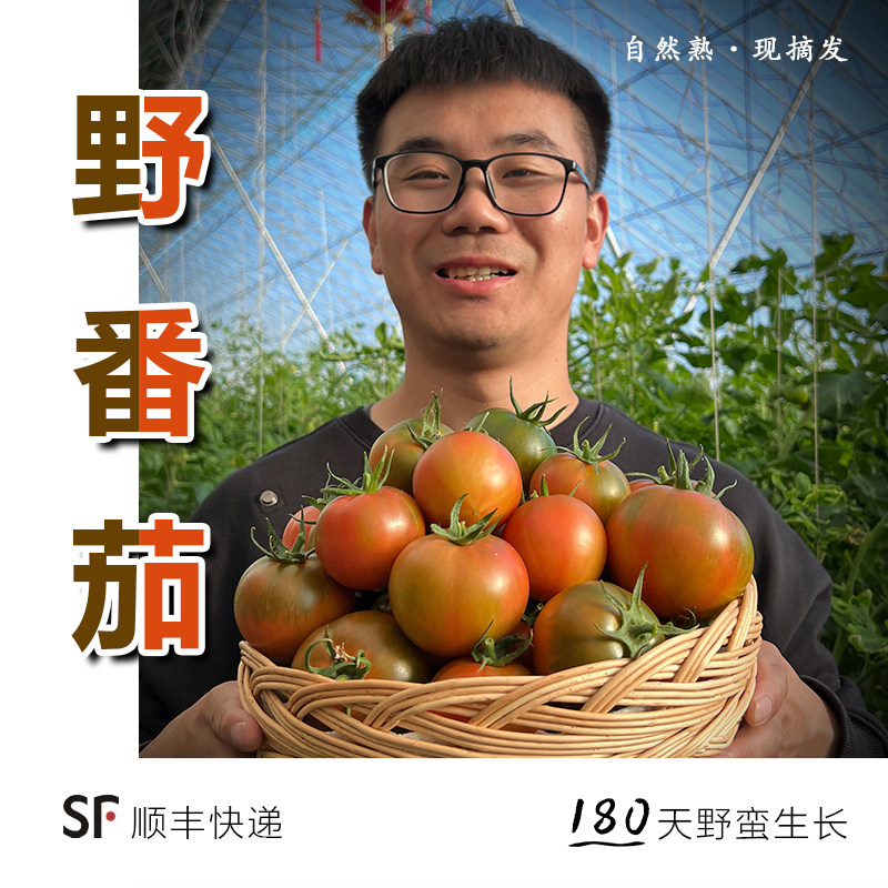 正宗丹东铁皮柿子碱地草莓番茄鹰爪柿子生吃绿腚小番茄礼盒装顺丰,水产肉类/新鲜蔬果/熟食,番茄,淘宝优惠券,粉丝福利购,淘宝优惠卷