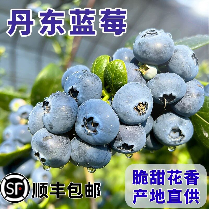 【顺丰包邮】现摘丹东新鲜大蓝莓鲜果装新鲜当季水果孕妇宝宝辅食