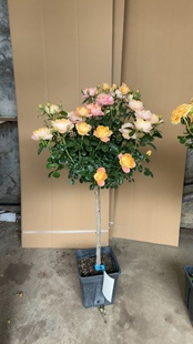 高杆树状月季花苗特大花盆栽树形树桩庭院嫁接玫瑰棒棒糖浓香花卉