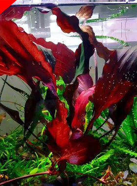 进口ADA红卷浪皇冠稀有红色水草鱼缸造景后景草大型草水中叶