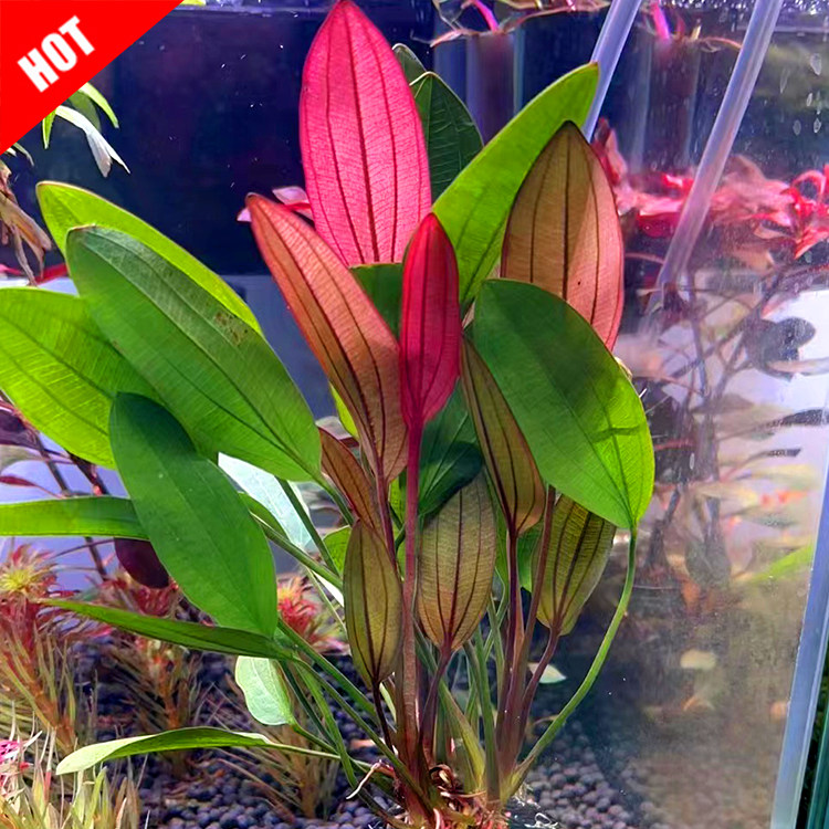 ada红玫瑰红心皇冠后景水草鱼缸草缸造景装饰淡水红色挺水植物