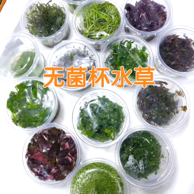 无菌杯水草牛毛迷你矮天胡荽日本珍珠丹麦红玫瑰宫廷红松尾草缸