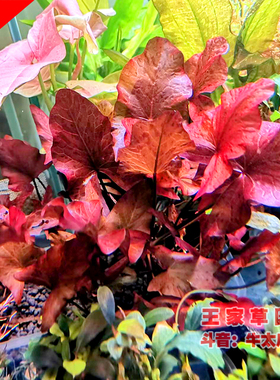 WJ红虎虎斑睡莲中后景水草鱼缸草缸造景装饰懒人红色ADA淡水水草