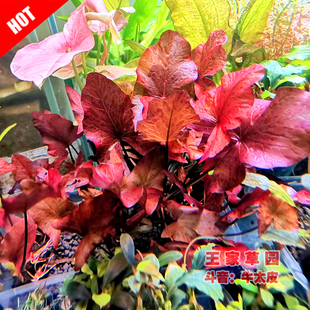 WJ红虎虎斑睡莲中后景水草鱼缸草缸造景装饰懒人红色ADA淡水水草