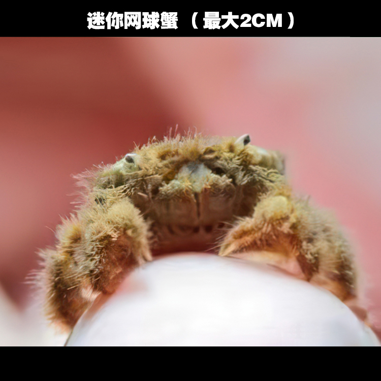 恶魔蟹深水蟹淡水蟹迷你蟹