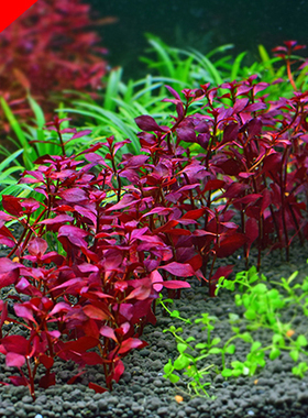 ADA迷你紫红丁香红玫瑰红色水草沉木树鱼缸草缸造景后景草水中叶