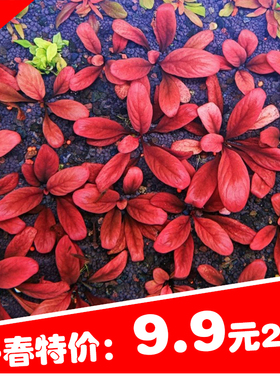 原生红色水草椒草极乐鸟红宝石水草草缸鱼缸造景装饰水草淡水植物