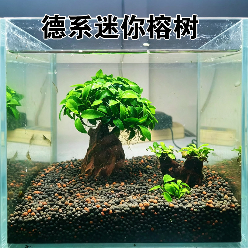 德系迷你小水榕沉木树小米鱼缸水草缸斗鱼缸造景前景阴性淡水植物图片