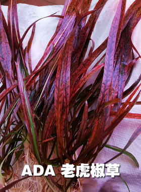 ADA红色椒草老虎椒稀有进口水草草缸鱼缸造景装饰水草淡水植物