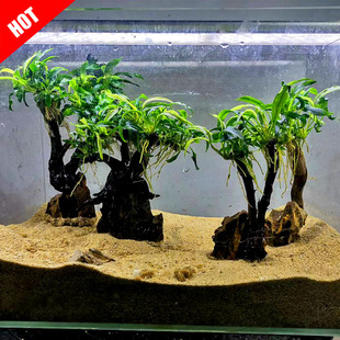 WJ新手水草水榕沉木阴性草缸鱼缸造景瓦利斯榕瓦里斯榕淡水植物