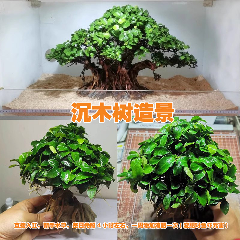 莫斯水榕生命树沉木树草缸鱼缸小米鱼缸造景装饰淡水新手懒人水草