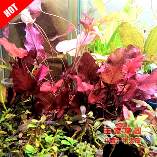 红虎虎斑睡莲中后景水草鱼缸草缸造景装饰懒人红色ADA淡水水草